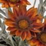 Seminte profesionale Gazania rigens - imagine 48979